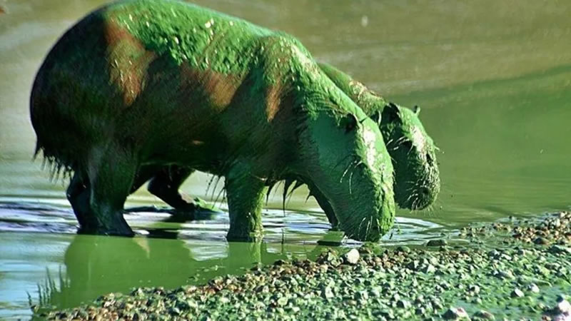 El martes 18 en la playa Los Sauces en Concordia se realizará una Asamblea por el verdín y la contaminación