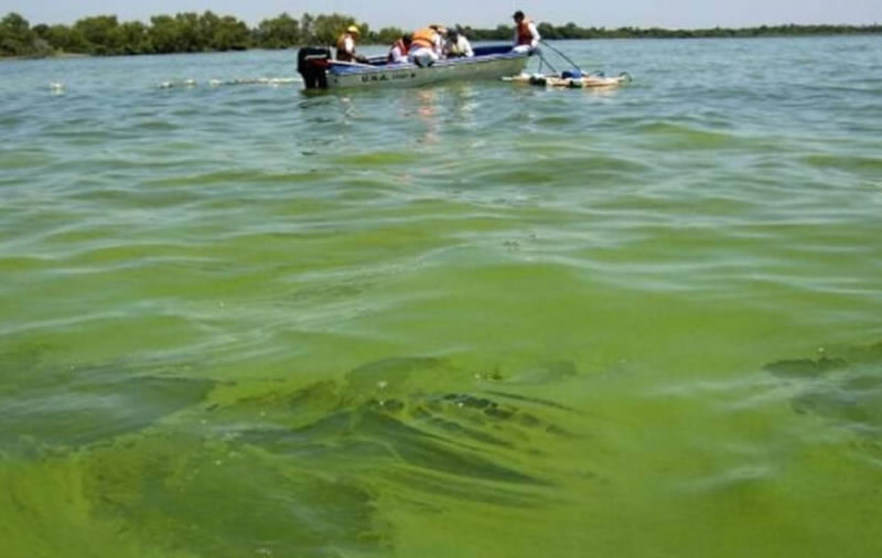 Prevención ante la presencia de cianobacterias en el río Uruguay