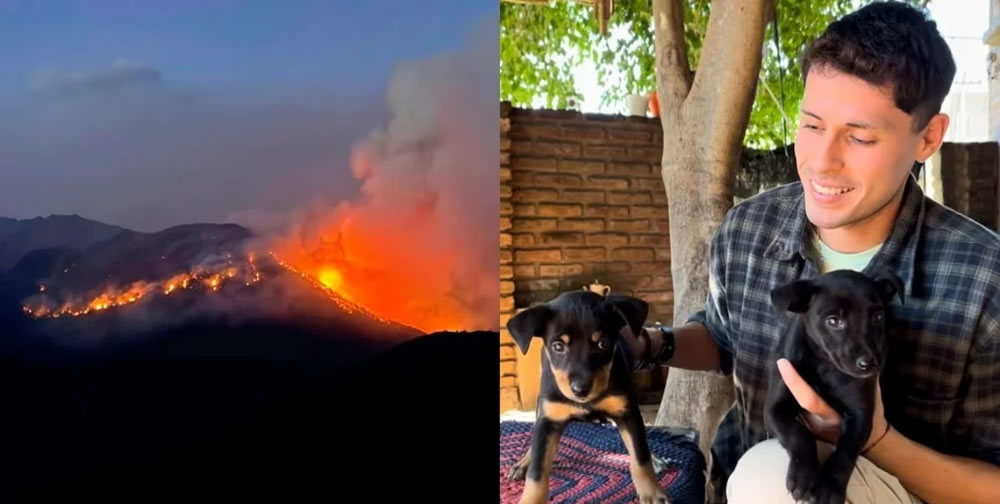 Creó una plataforma pera encontrar mascotas perdidas en los incendios de la Patagonia