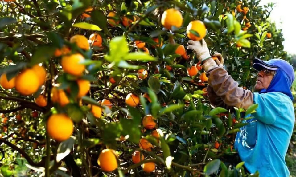 Los productores explicaron el motivo por el que mucha fruta sigue quedando sin cosechar