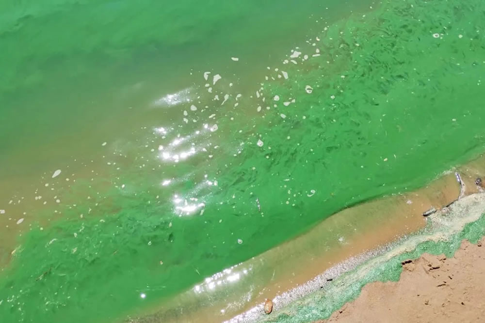 Incrementó la presencia de cianobacterias en el río Uruguay