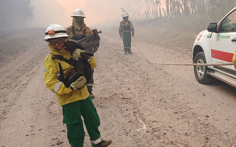 Integrantes de la Brigada Forestal de la Municipalidad rescataron a un perrito que no quería abandonar su casa