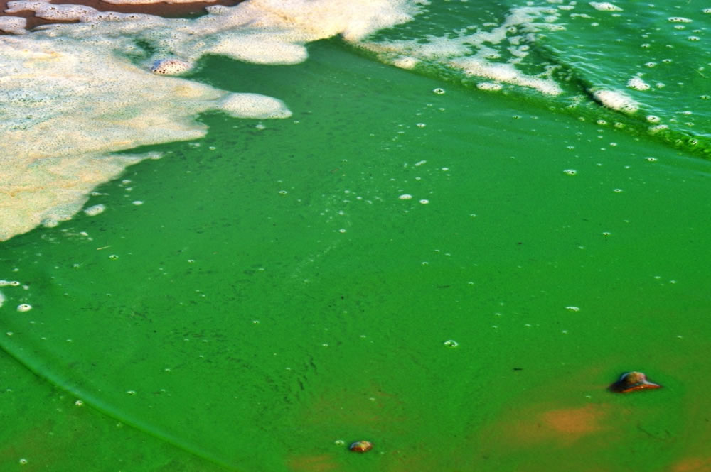 Cresto llevó a Diputados la preocupación por el verdín en el río Uruguay