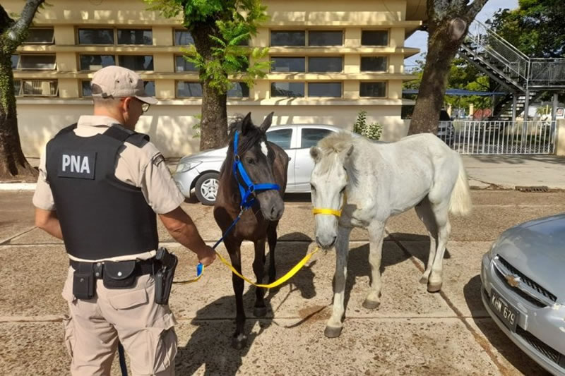 Dos detenidos por un presunto contrabando de equinos en Concordia