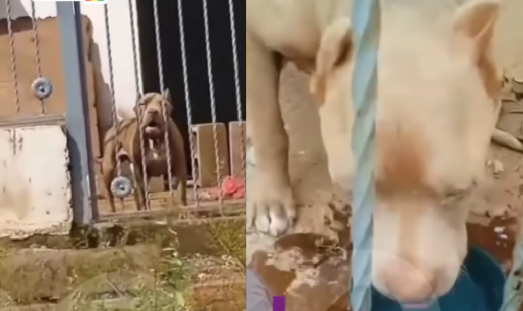 Un perro encerrado en una casa clamaba por agua: los riesgos de esto y cómo evitarlos
