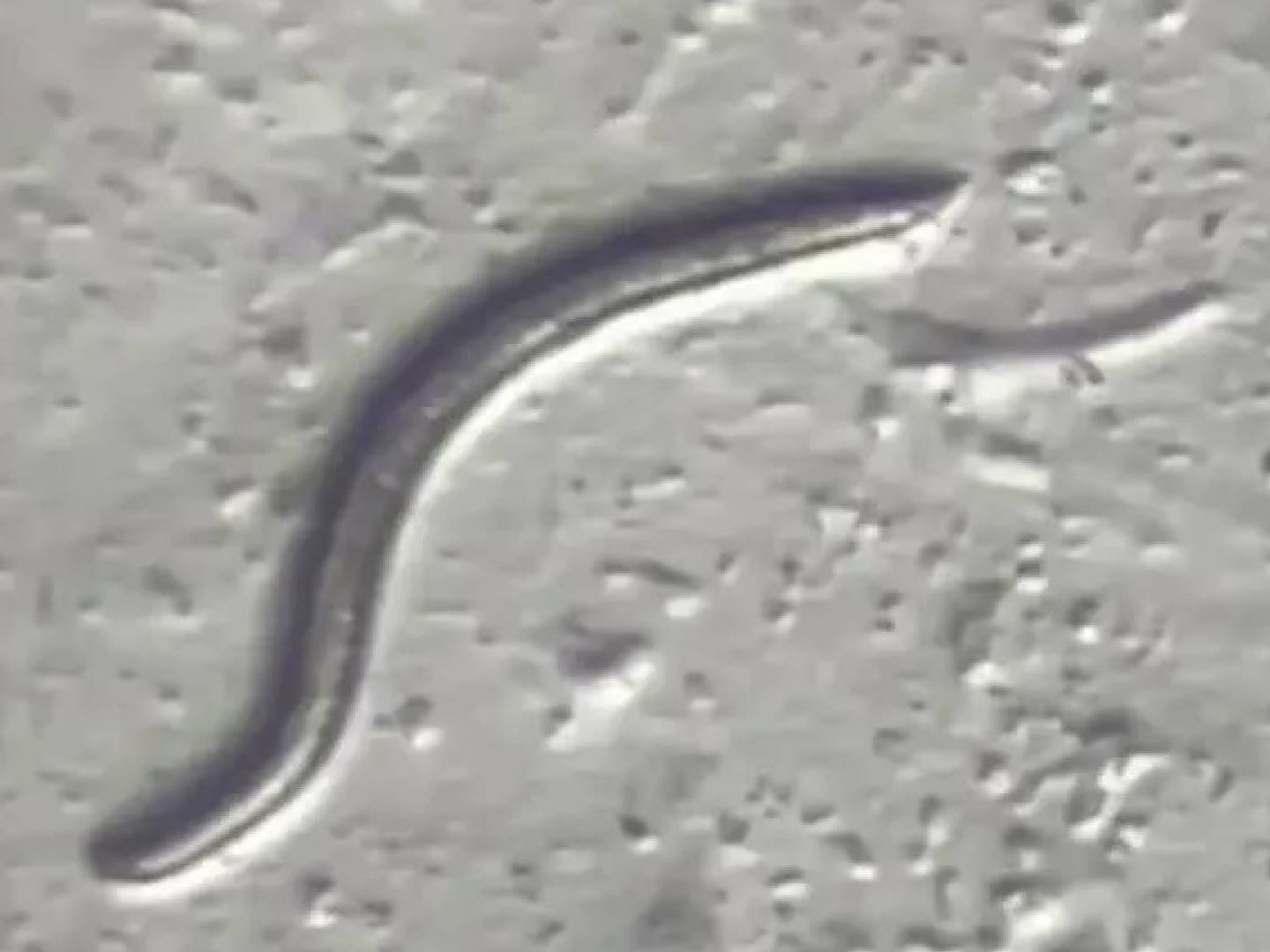 Reviven un gusano congelado durante 46.000 años y lo primero que hace es reproducirse