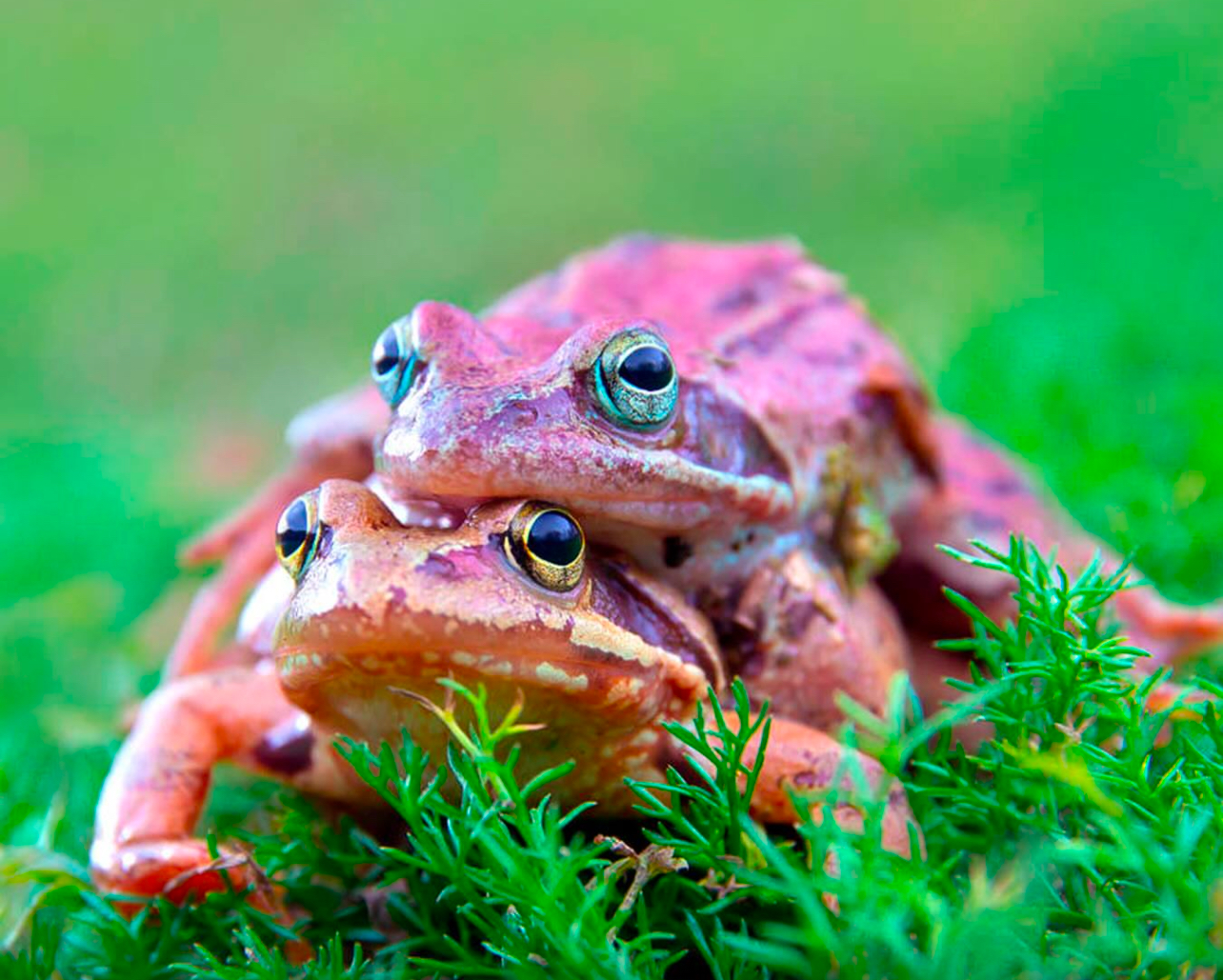 Científicos descubren que las ranas hembras fingen su muerte para librarse de los machos