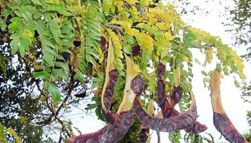 La acacia negra, una planta invasora que se ha convertido en una variante alimenticia con gran valor nutricional por los investigadores de la UNER