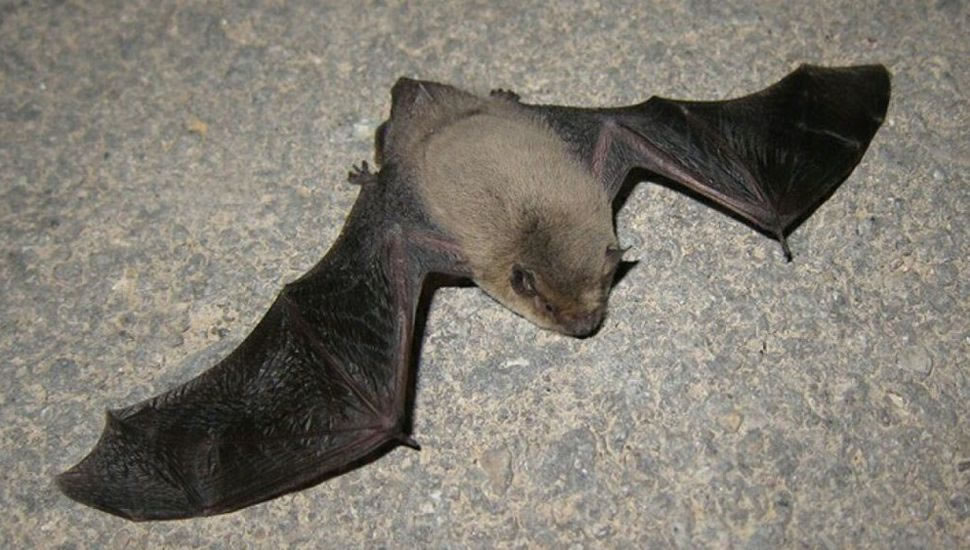 Rabia en Entre Ríos: Hay alerta por un caso detectado en un murciélago
