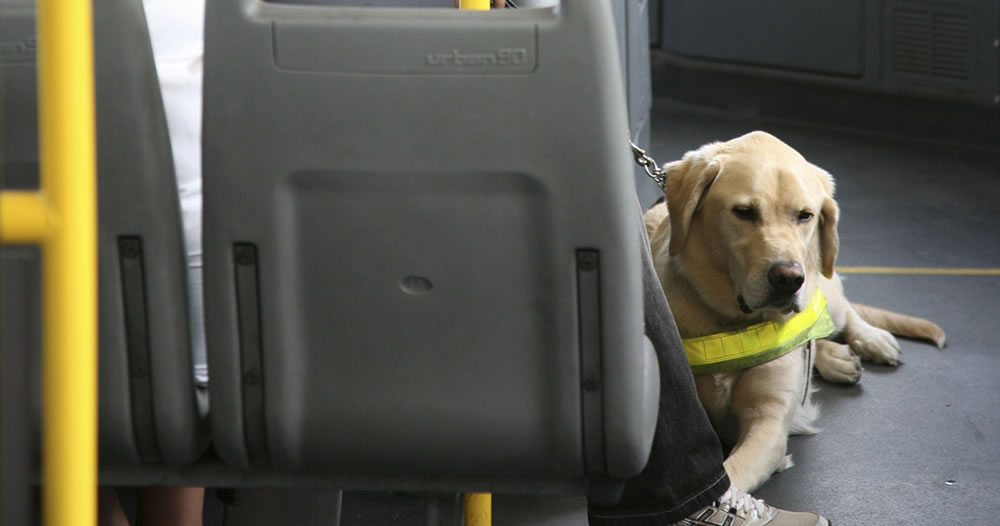 Santa Fe tendrá una prueba piloto para que perros y gatos viajen en el transporte urbano