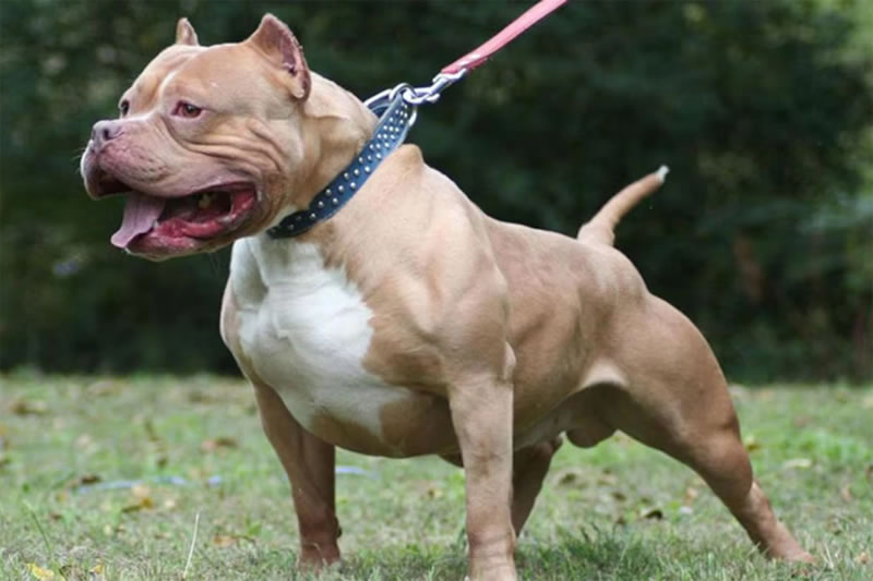 Joven embarazada fue atacada por su perro pitbull