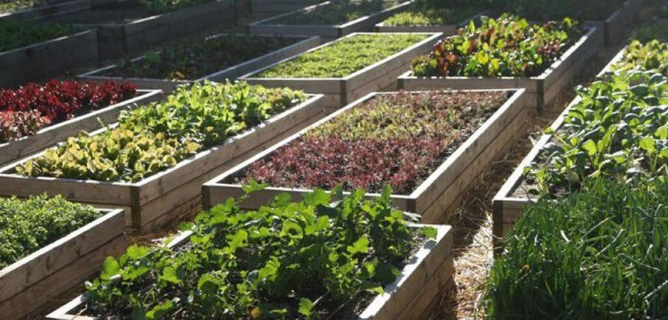 Programa Parque Huertas Comunitarias: «Una forma de fortalecer la soberanía alimentaria y generar trabajo genuino», anunció la concejal Amiano, coautora del proyecto