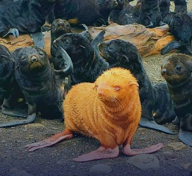 Inusual hallazgo: una foca albina pelirroja sorprendió a los científicos