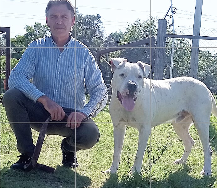 Rehabilitación canina: El dogo argentino que mordió a una menor de 3 años y fue trasladado a Concordia