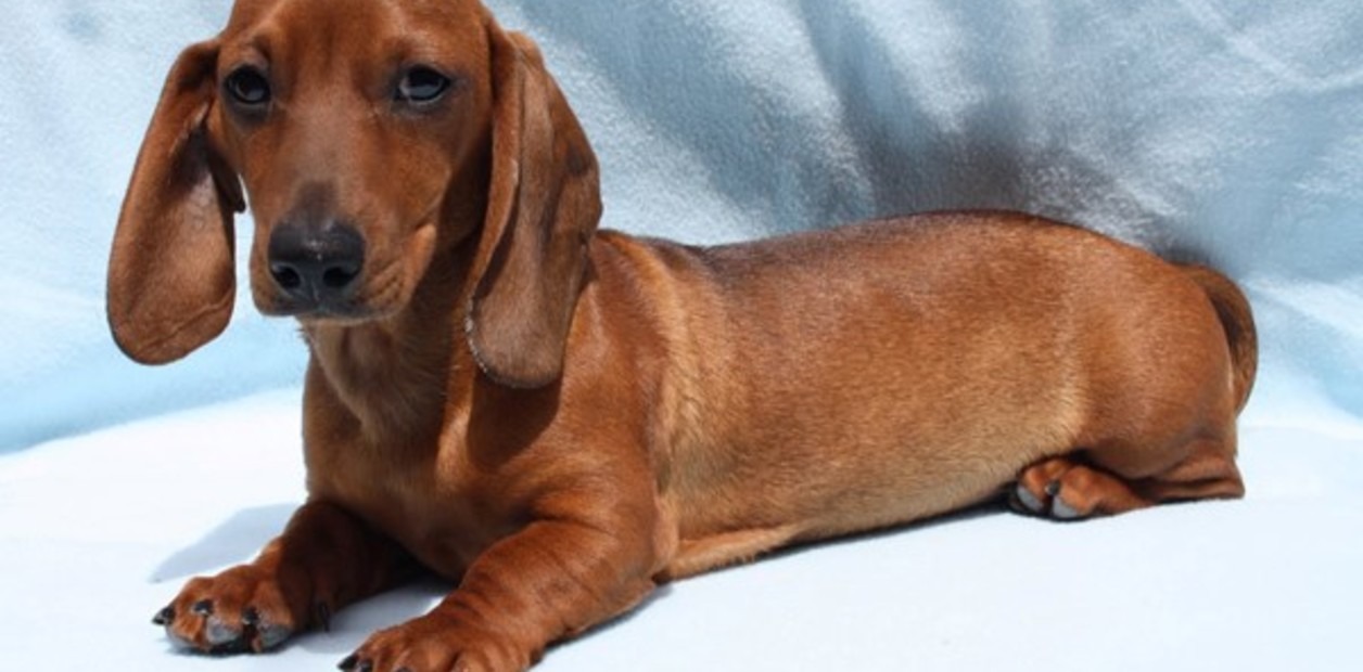 Un perro salchicha mató a un bebé recién nacido adentro de su cuna: “Se puso celoso”