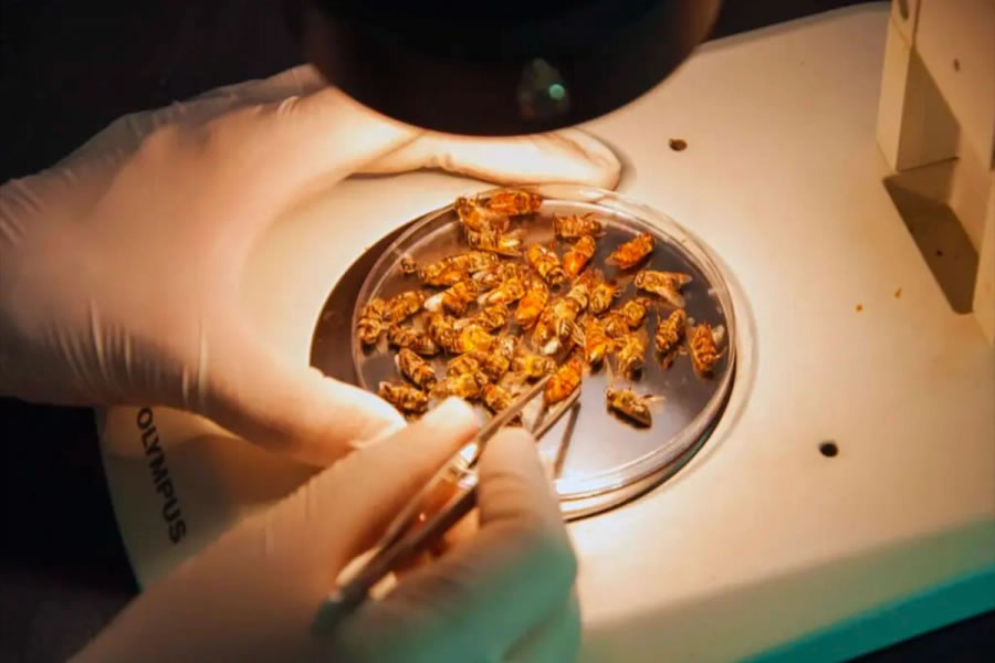Detectaron en Entre Ríos un virus que afecta a las abejas y secuenciaron su genoma en el país