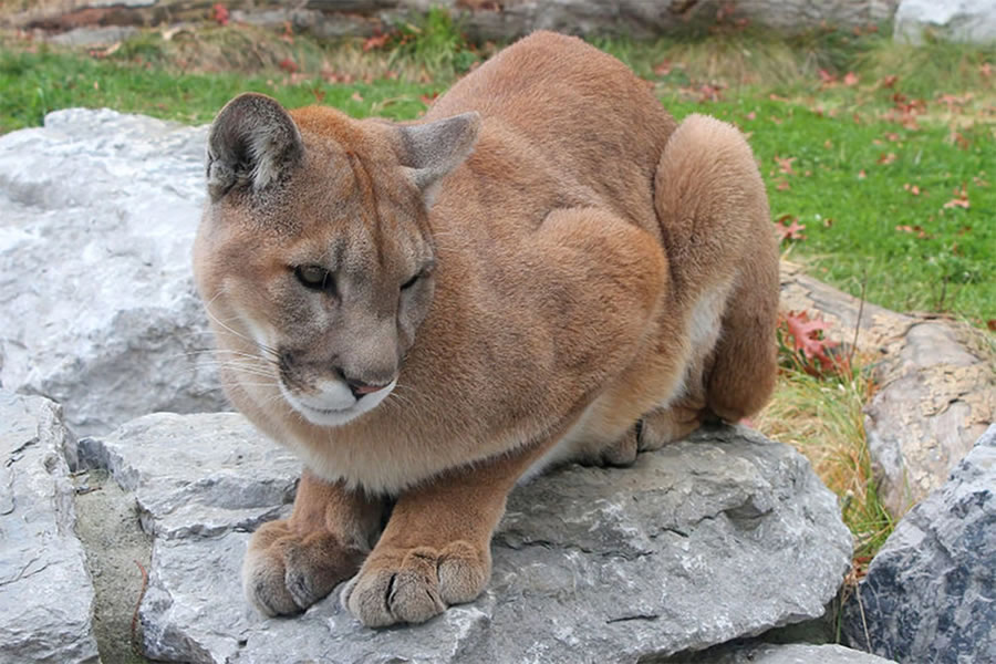 Colocarán trampas para capturar un puma que dejó huellas en Diamante