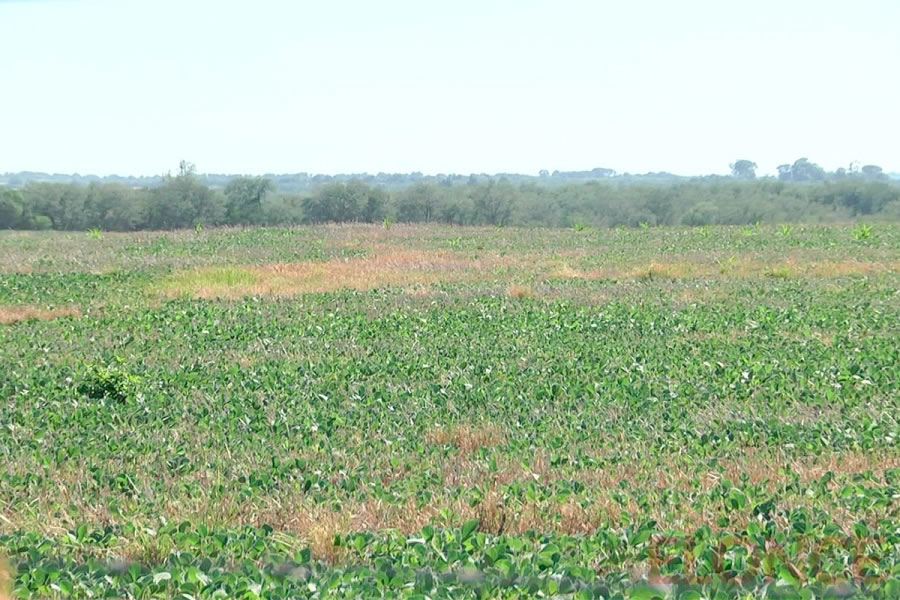 ¿Reaparece La Niña?: Qué dicen los modelos climáticos y su posible impacto en Argentina