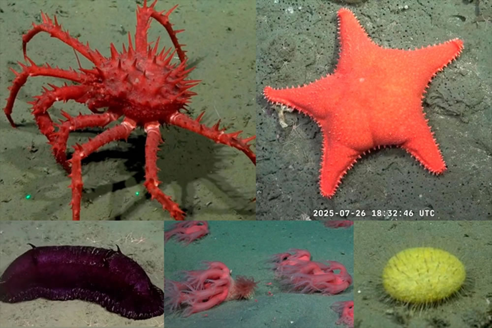 Exploración en el Mar Argentino: Una transmisión en vivo que atrapa a miles