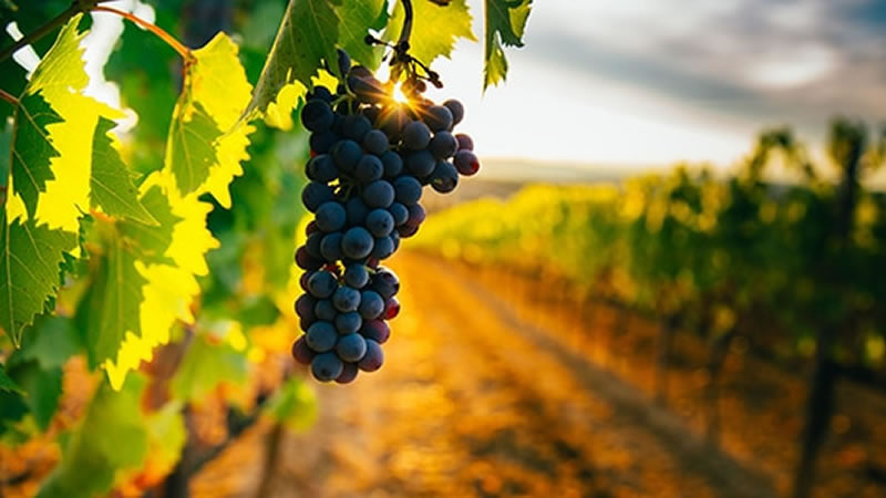 12 y 13 de septiembre «Entre Ríos, Entre Viñas» 5° Edición