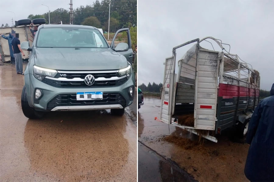Un acoplado que trasladaba toros volcó en una rotonda