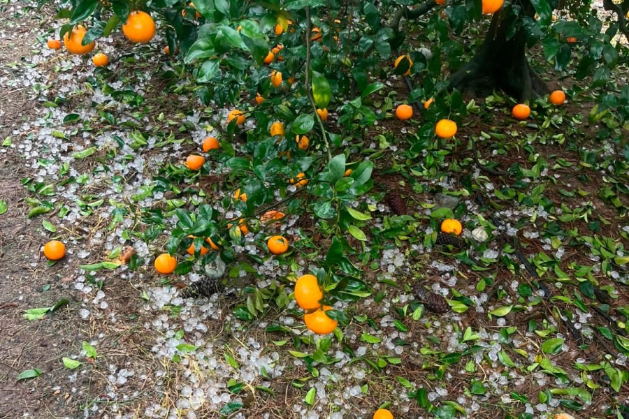 Impresionante granizada en el departamento Federación afectó quintas citrícolas