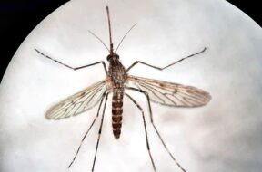 los-tres-mosquitos-hallados-en-islandia-son-de-la-D6NGQTDGXVELZKB27NGIOQVLWE