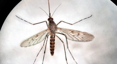 los-tres-mosquitos-hallados-en-islandia-son-de-la-D6NGQTDGXVELZKB27NGIOQVLWE