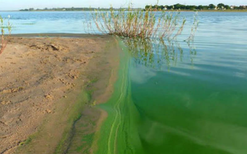 Con la llegada del calor, en Concordia vuelve un interrogante sobre el lago: ¿regresarán las algas verdes?