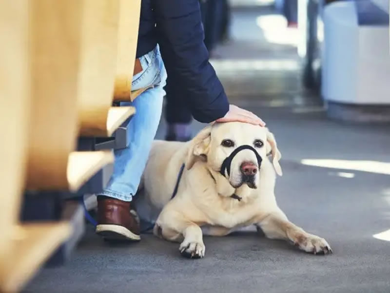 Habilitaron el traslado de mascotas en trenes y micros de larga distancia