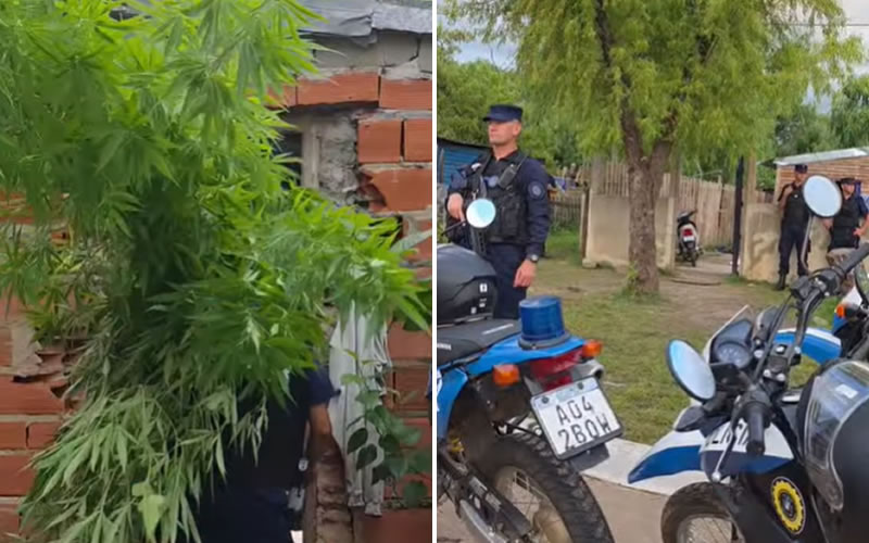 Secuestraron plantas de marihuana, cocaína y detuvieron a dos personas tras un operativo en el barrio Nébel