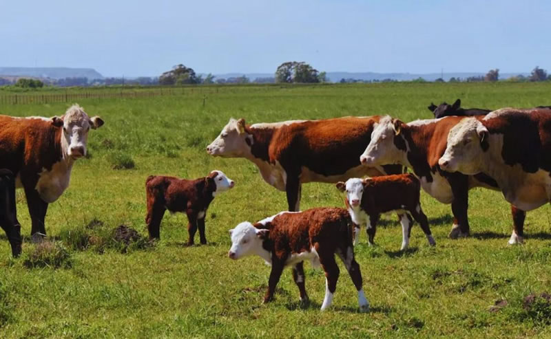Proponen un impuesto a los gases ganaderos: «Contribuyen al calentamiento global»