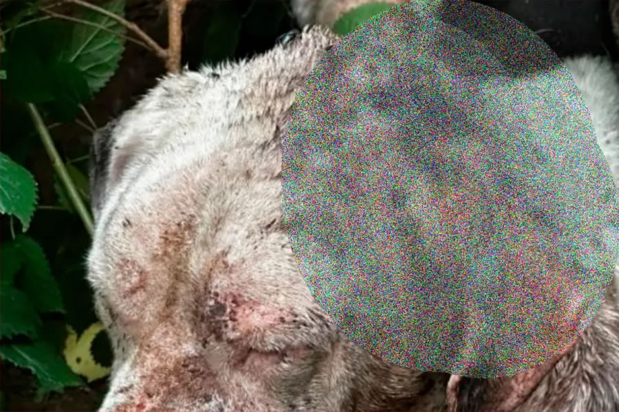 Rescataron un perro en grave estado tras allanamiento por orden judicial
