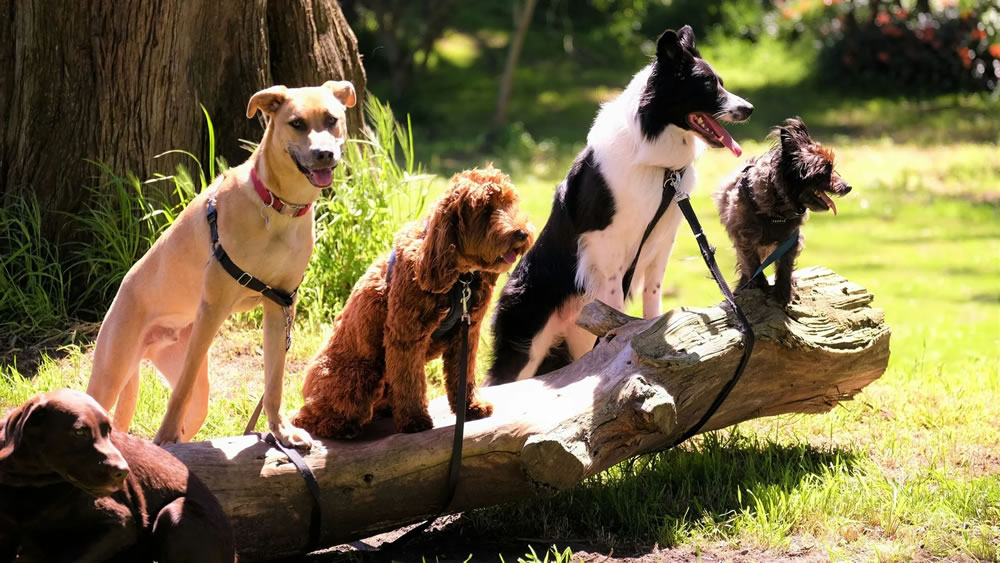 ¿Qué raza de perro deberías tener según tu signo del zodiaco?