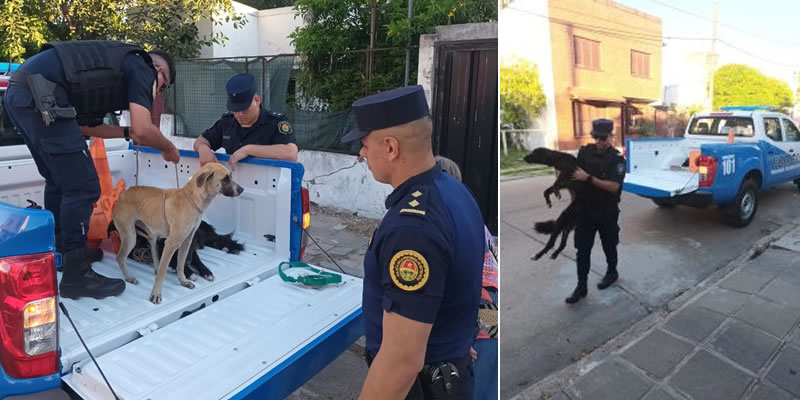 Rescataron a tres perros tras una denuncia por maltrato animal
