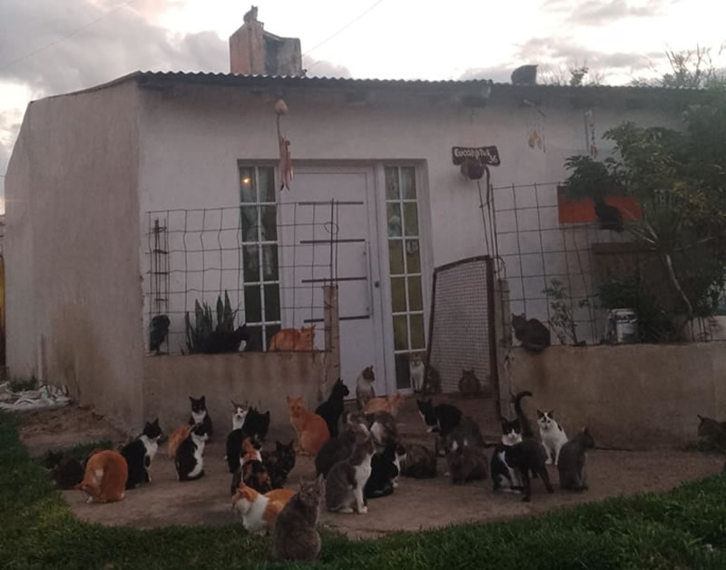 ¿Cuántos animales se pueden tener en una vivienda y cuándo interviene el Municipio?