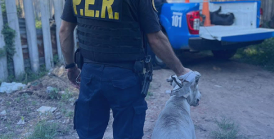 Recuperaron elementos robados, una moto sustraida en 2019 y rescataron a un perro víctima de maltrato animal