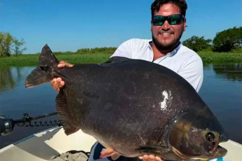 Pescaron un pacú gigante en el río Paraná: «Hacía más de 30 años que no ocurría algo así»
