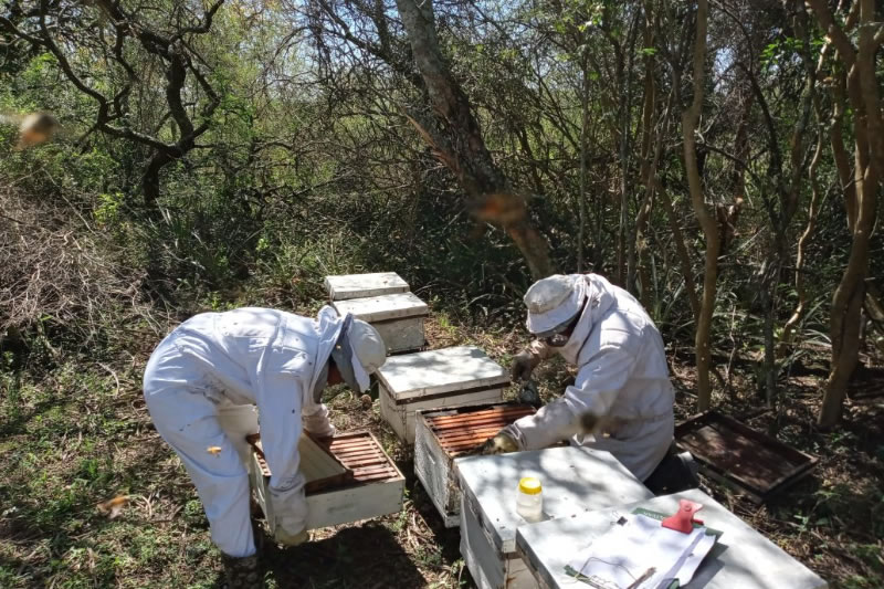 Enseñan apicultura en Gualeguaychú, Tala, Nogoyá y Federal