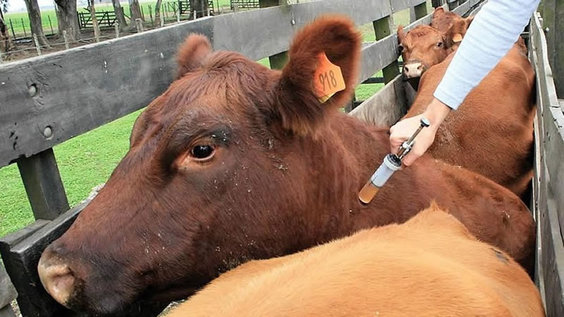 Alerta por leptospirosis: El SENASA reforzó medidas de prevención ante el riesgo de nuevos casos