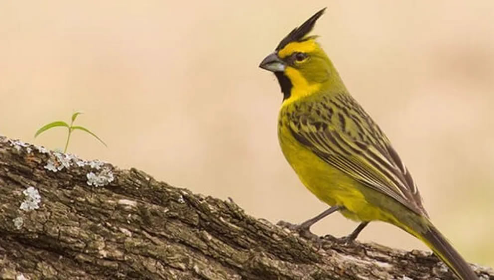 Diputados oficialistas proponen reconocer el trabajo de un fotógrafo paranaense sobre fauna autóctona