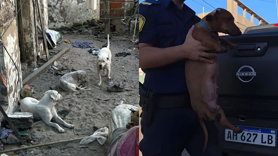 Veterinaria Municipal detalla qué sucederá con los cachorros rescatados tras el allanamiento