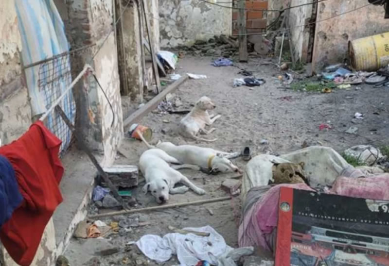 Rescataron 11 perros tras un allanamiento por presunto maltrato animal