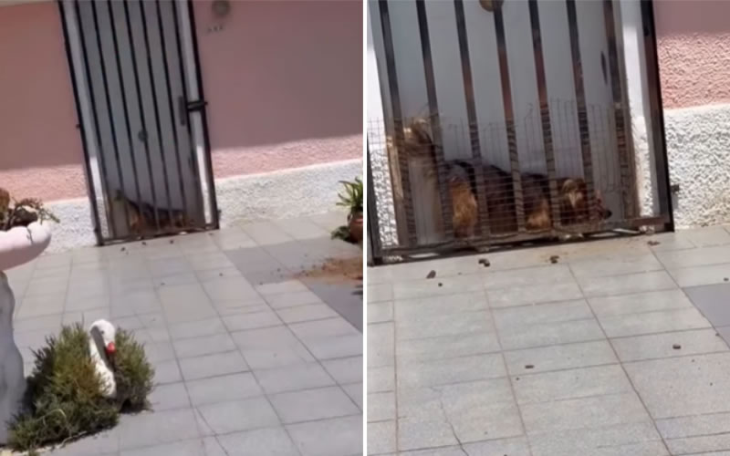 Vecinos intervinieron para rescatar a un perro que estaba atrapado en una vivienda