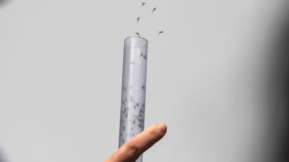 Los mosquitos pican más a los humanos: un estudio encontró la razón