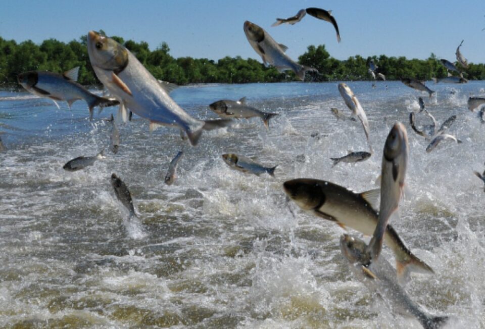 Alerta por el aumento de carpas asiáticas en el río Uruguay: la CARU pide colaboración