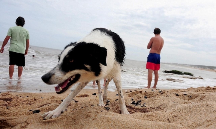 Según la ordenanza vigente, qué tienen permitido y qué no los dueños de mascotas en las playas de Concordia