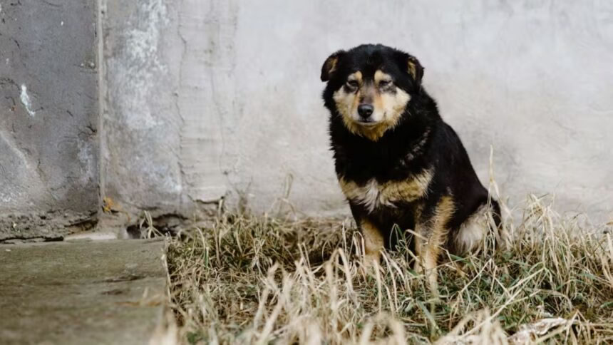 Brasil: Permitirán que las mascotas sean enterradas junto a sus dueños en San Pablo