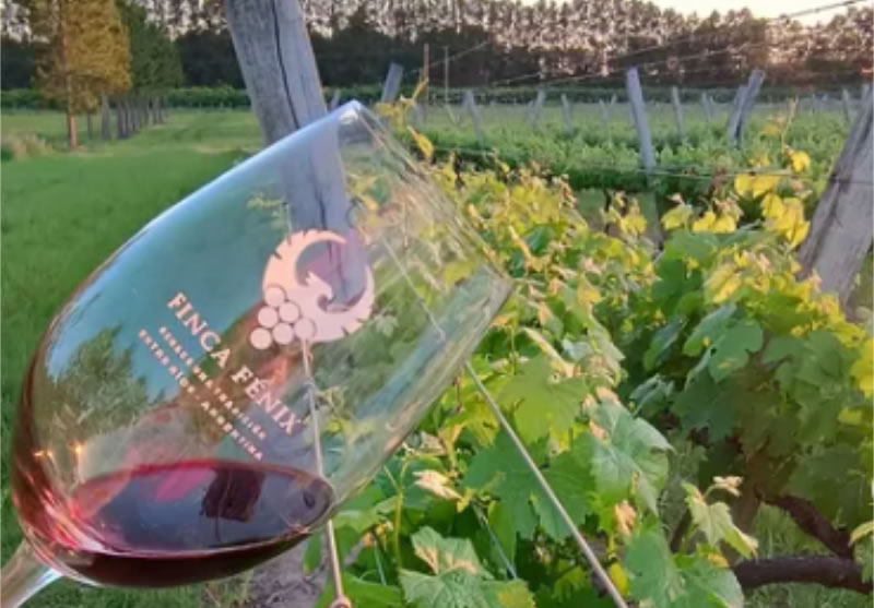 En la Vendimia de Entre Ríos puede vivirse la experiencia de cosechar y pisar uvas