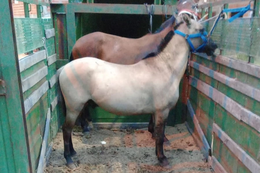 Secuestraron dos caballos tras desbaratar una carrera clandestina de caballos